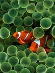 pic for Clown Fishes